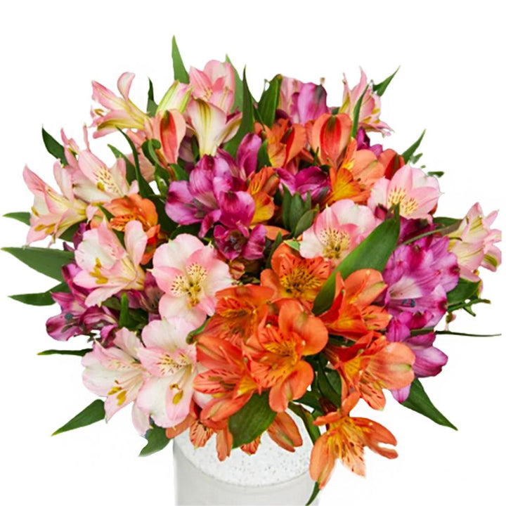 Heirloom Non-GMO Alstroemeria Flower Seeds for Planting – Colorful Peruvian Lily Garden Blooms