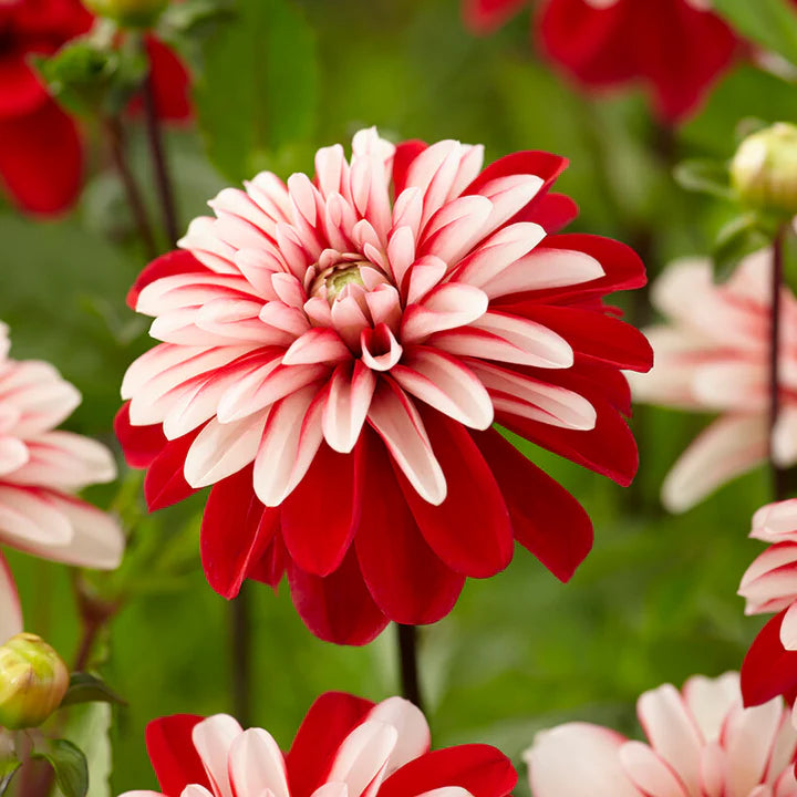 Pacific Time Dahlia