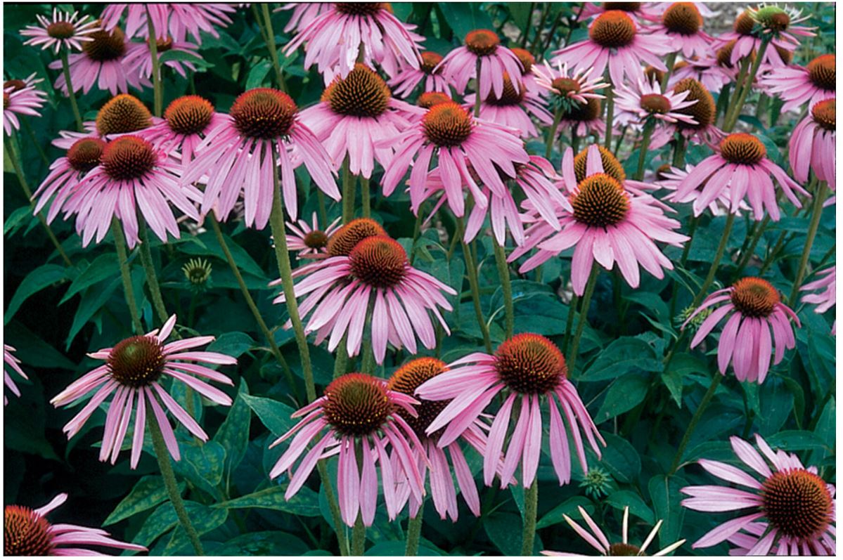Echinacea purpurea – Echinacea Seed