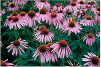 Echinacea purpurea – Echinacea Seed