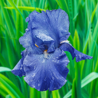 Feedback Reblooming Bearded Iris Seeds