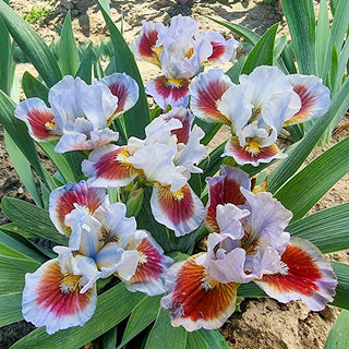 Going in Circles Dwarf Bearded Iris