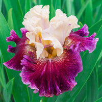 Royal Harlequin Bearded Iris Seeds