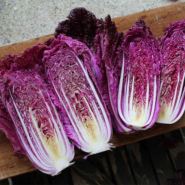 Red Trumptet – Red Chinese Cabbage Seeds