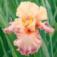 Poster Girl Bearded Iris Seeds