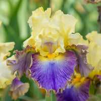 Rhythm of Love Bearded Iris Seeds