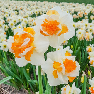 Peach Prince Daffodil Seeds