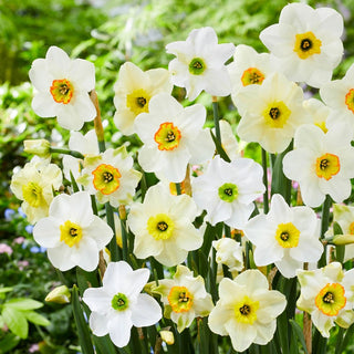 Green Daffodil Mixture Seeds