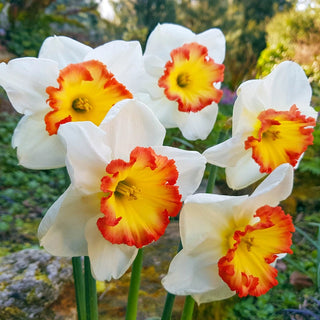Pink Bomb Daffodil Seeds