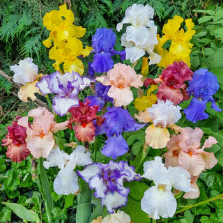 Reblooming Tall Bearded Iris Mixture Seeds