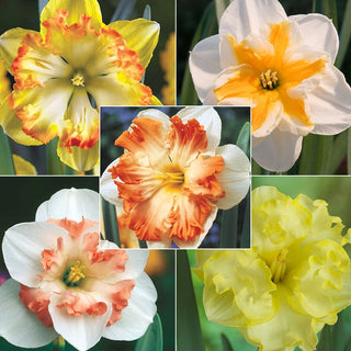 Butterfly Daffodil Collection Seeds