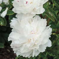 Festiva Maxima Peony