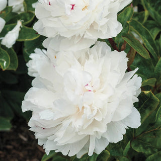 Festiva Maxima Peony