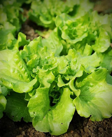 Grazion – Lettuce Seed