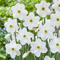 Dallas Daffodil Seeds