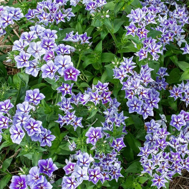 Phlox Drummondii Flower Seeds