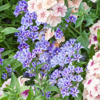 Phlox Drummondii Flower Seeds