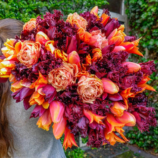 Cranberry-Apple Crunch Tulip Mixture Seeds