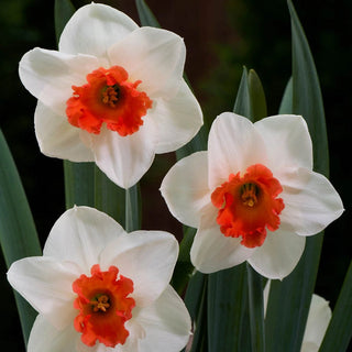 Cool Flame Daffodil Seeds