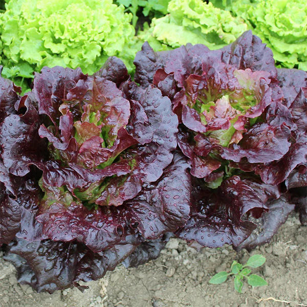 Lettuce Biscia Salad Bowl Vegetable Seeds