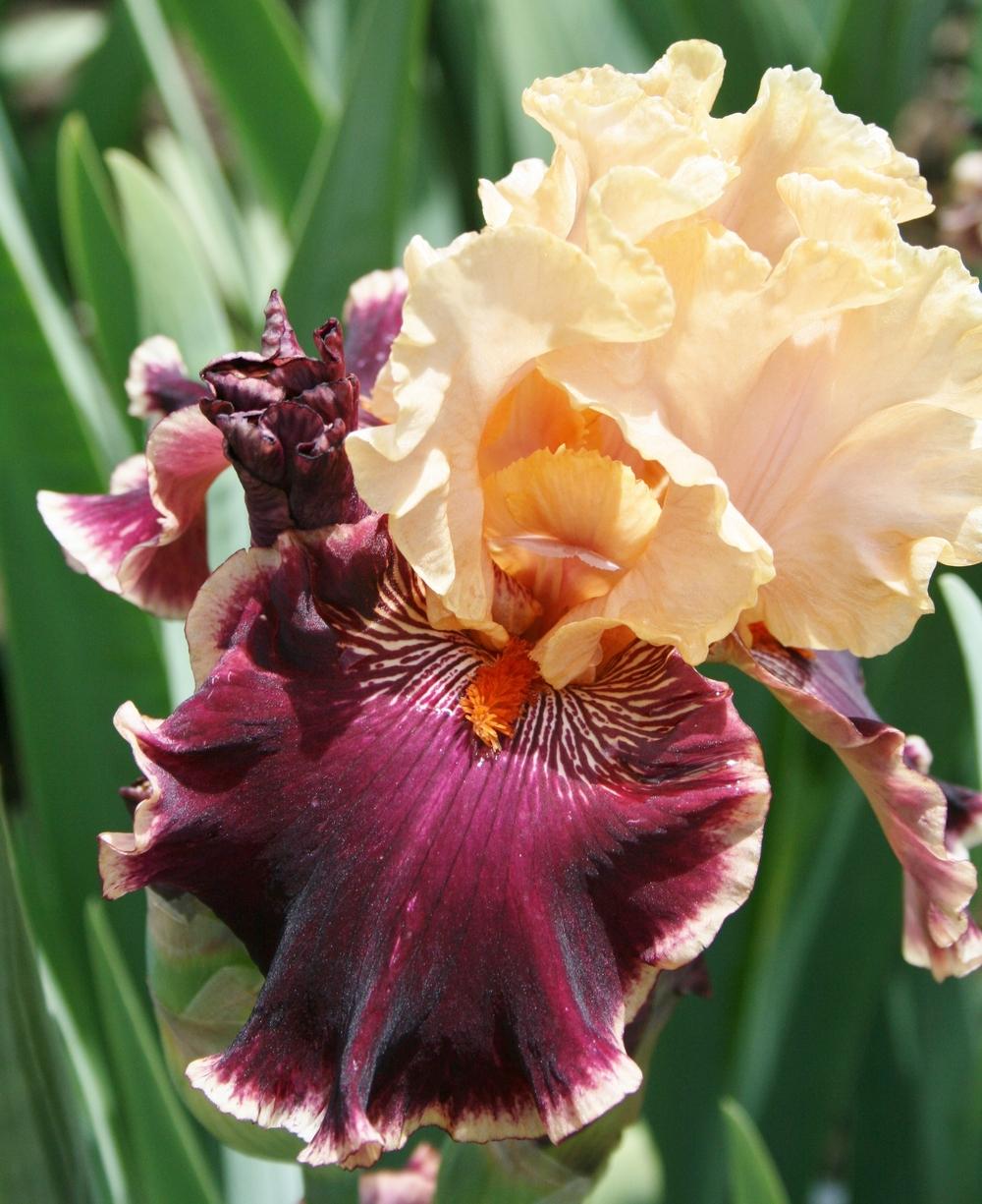 Frimousse Bearded Iris Seeds
