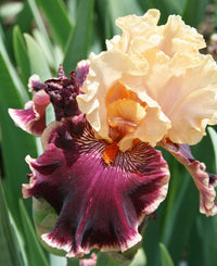 Frimousse Bearded Iris Seeds