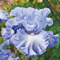 Double Bubble Bearded Iris Seeds