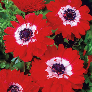 Red Double Daisy Anemone Seeds