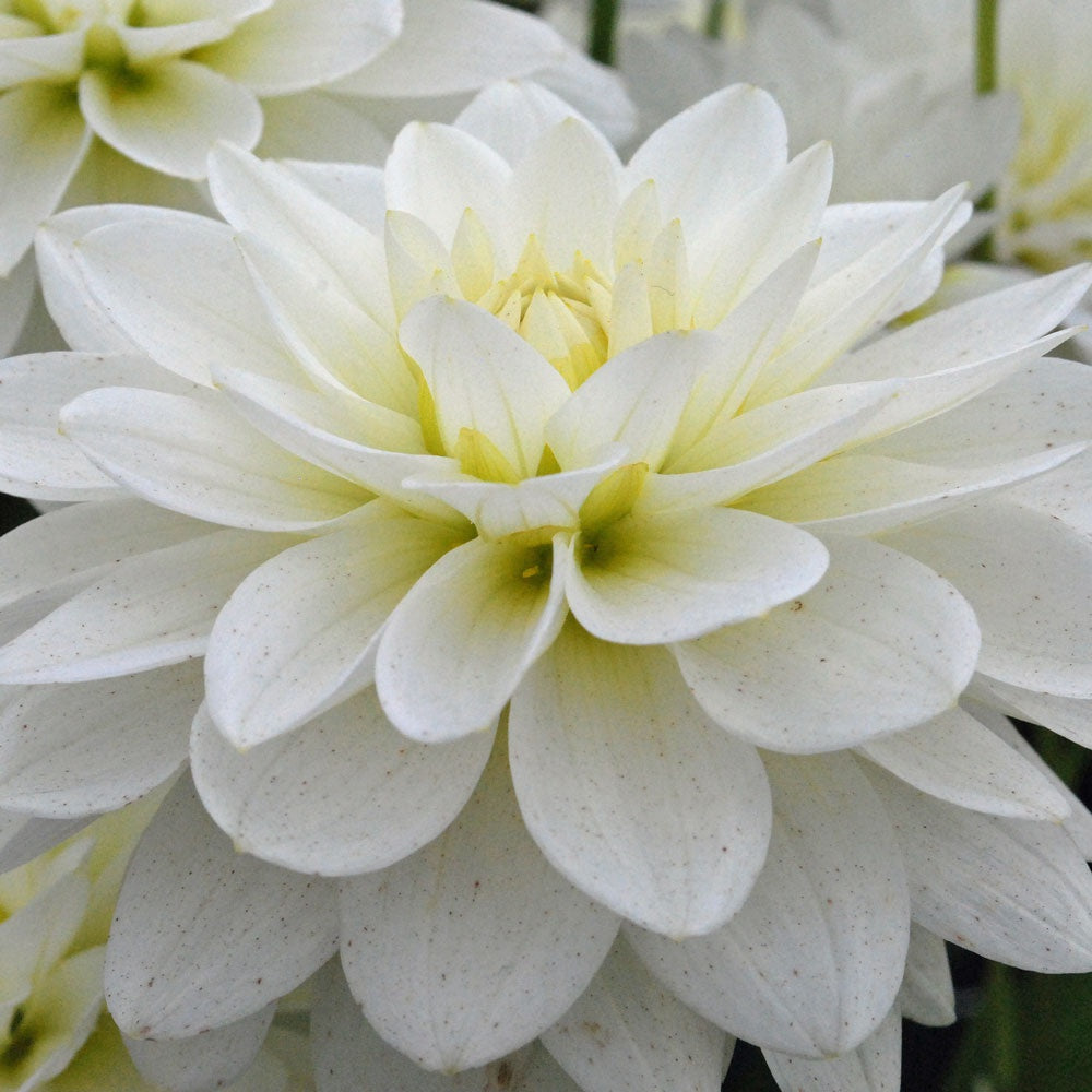 Karma Maarten Zwaan Dahlia