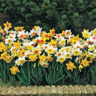 Daffodils for Naturalizing Mixture Seeds