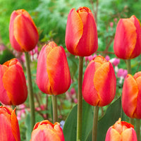 Delta Storm Tulip Seeds