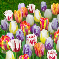 Flaming Beauties Tulip Mixture Seeds