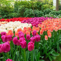 Pride Tulip Mixture Seeds