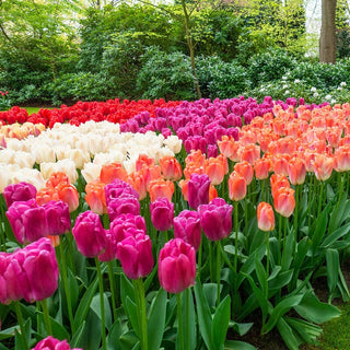 Pride Tulip Mixture Seeds