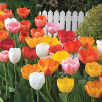 Darwin Hybrid Tulip Mixture Seeds