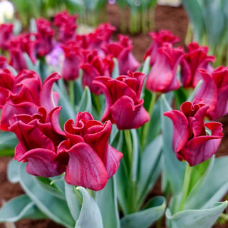 Red Dress Tulip Seeds