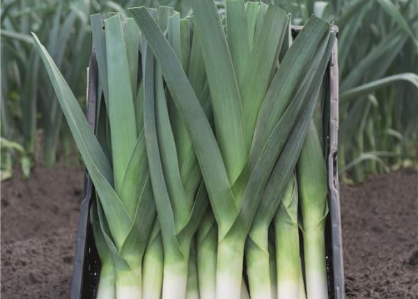 Rally – Leek Seed