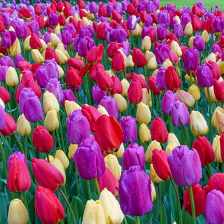 Dutch Darlings Tulip Mixture Seeds
