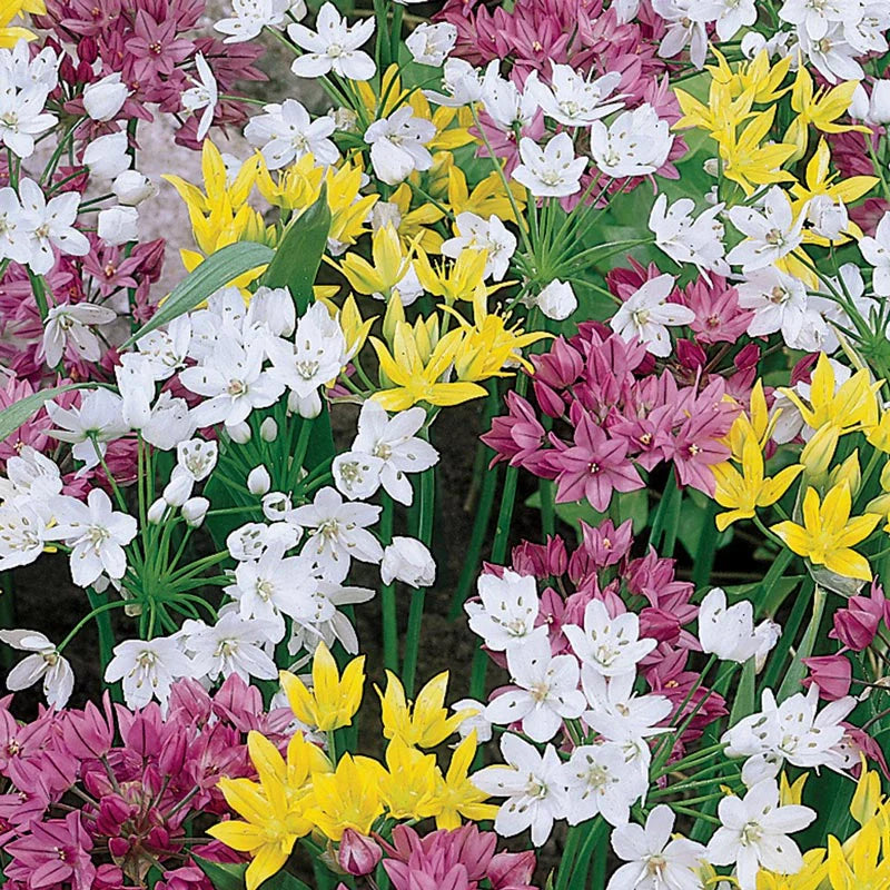 Mountain Bells Mixture Seeds