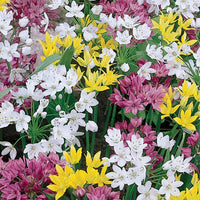 Mountain Bells Mixture Seeds