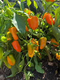 Glow – Organic Pepper Seed