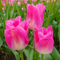 Dynasty Tulip Seeds