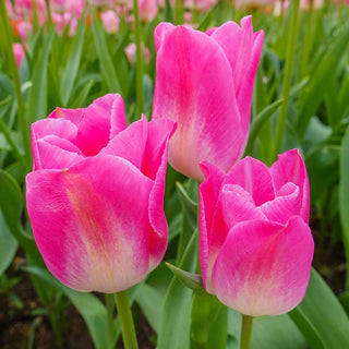 Dynasty Tulip Seeds