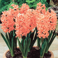 Gipsy Queen Hyacinth Seeds