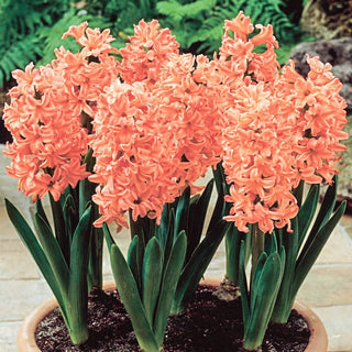 Gipsy Queen Hyacinth Seeds