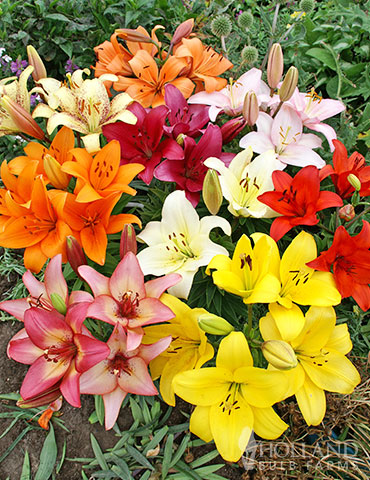 Fiery Temper Carpet Border Lily Mixture