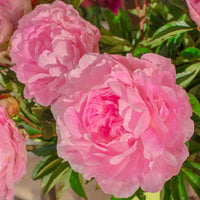 Susy Q. Peony