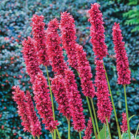 Fat Domino Mountain Fleece