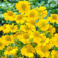 Butterpat Helenium