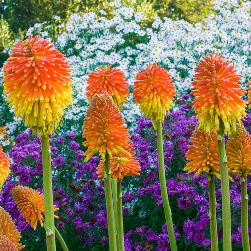 Rooperi Red Hot Poker